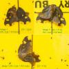 Ricania speculum